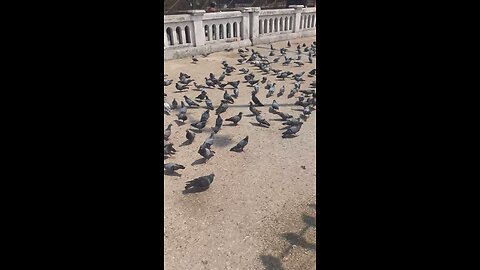 beautiful Pigeons