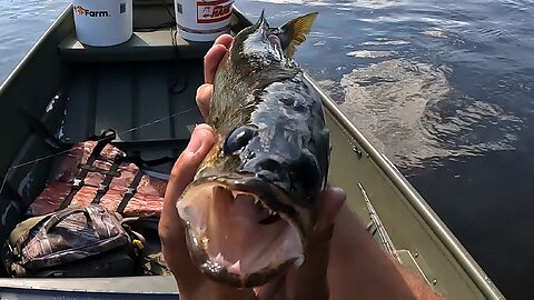 Jig fishing the mighty Mississippi!