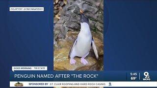 Penguin at Cincinnati Zoo named after "The Rock