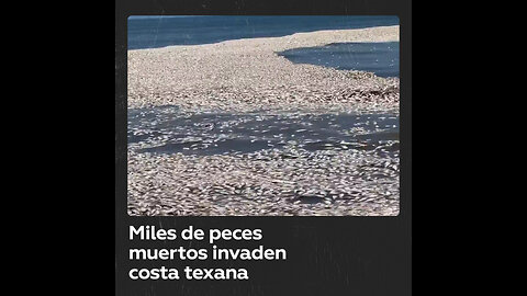 Miles de peces muertos aparecen en una playa de EE.UU.