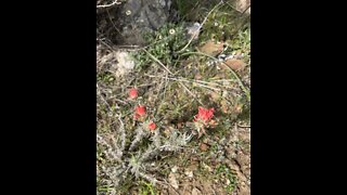 Indian Paintbrush