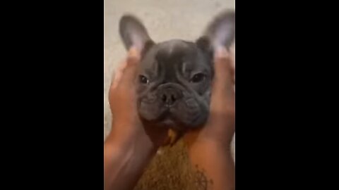 Wow! Very good baby dogs_cute and funny dog videos comilation