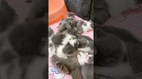 बहुत सारी छोटी प्यारी प्यारी बिल्लियां😘Lots Of Little Cute Cats