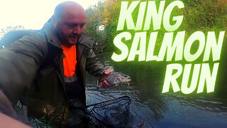 King Run Has Trout Feeding on Salmon Eggs in the Fall