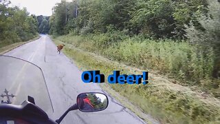 Motorcycle ride in Northwest Pennsylvania. A question I never thought I'd ask. and...oh deer!