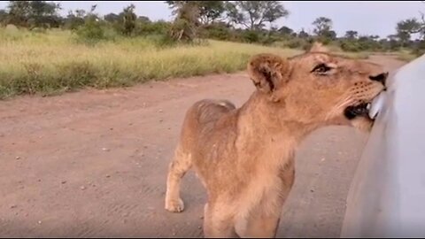 This lion managed to open the car door and terrify its passengers