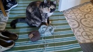 Yarn thief caught on tape