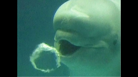 Whales Blowing Bubble Rings