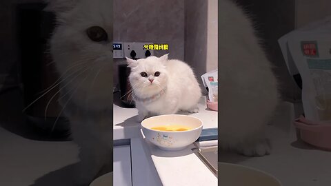 cutecat #funniestvideo #cat #funnycute #cutecat #yshorts #monitization#worldcup2023