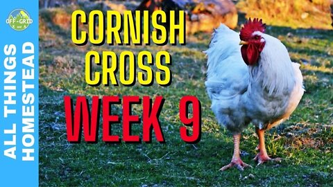 Cornish Cross Chicken - How We Like Raising Meat Birds