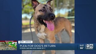 Phoenix woman looking for rescue dog stolen in car