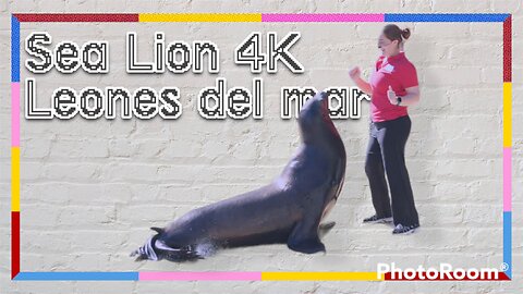 Sea lion in 4K leones Del Mar