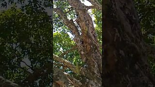 jabuticabeira coroada da restinga com 100 anos nativa de Niterói Maricá araruama saquarema RJ Brasil