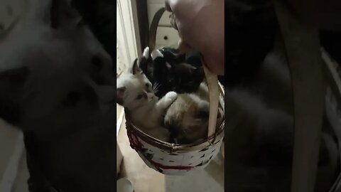 BASKET FULL OF . . . . . . .