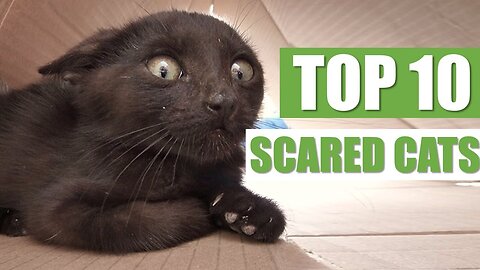 TOP 10 SCARED CATS