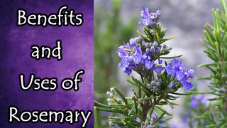 Benefits and Uses of Rosemary