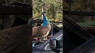 Peacock and Peahen at home on my car