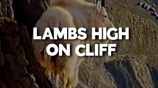 LAMBS HIGH ON CLIFF 😭