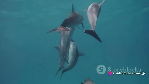 The Ocean's Symphony: Sounds of Whales and Dolphins