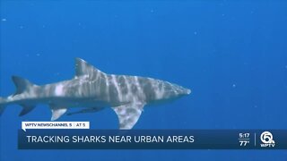 Research team discovers sharks attracted to marinas, fishing piers due to bait