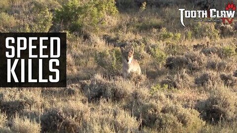 Speed Kills - Coyote Hunting