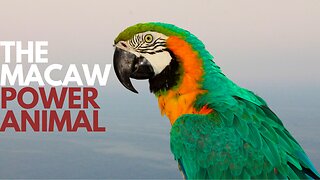 The Macaw Power Animal