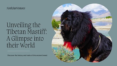 Majestic Guardians: Unveiling the Tibetan Mastiff