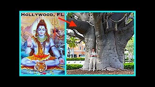 KALPAVRIKSHA TREE LOCATED - The Holy Wood of Hollywood, FL (Full Documentary) OWF#0055