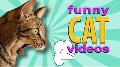 Funny Cats Moments