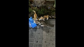 Giving morning breakfast to kittens