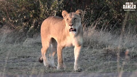 Enkoyonai Lion Pride: Great Start To A Mara Safari | Zebra Plains