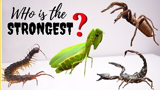 Who is The Strongest Predator? WWE Superstar Insect Version