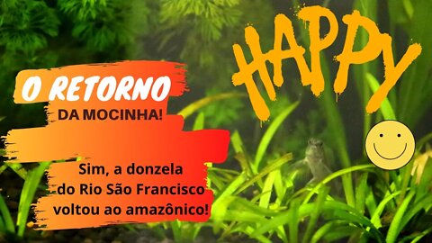 🔴 O Retorno da Mocinha Characidium Fasciatum - Aquário Amazônico - EP. 31