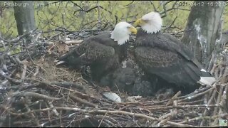 Hays Eagles Mom and Dad shelter H13 H14 H15 from the rain 2021 04 12 -16:18