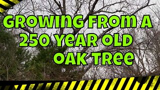 Grow a Red Oak Tree from an Acorn #diy #tree #trees #howto #how