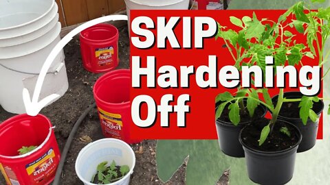 How To Skip Hardening Of Plants In The Spring. This Is How To Skip The Tedious Hardening Off Process