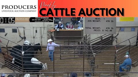 12/14/2023 - Producers Livestock Auction Company Cattle Auction