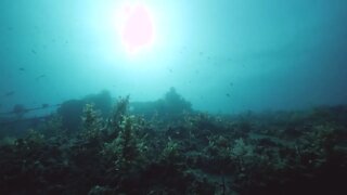 Ocean floor full of sea plants and corals with sunlight shining through water