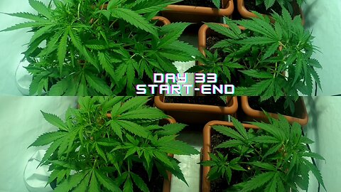 DAY 33 - Cannabis Grow indoor timelapse hemp weed Dutch passion Autoflowering X Treme