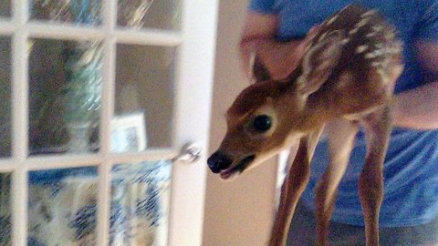 Fawn Slippy: Cute Baby Deer Skids & Slides Through Family Home