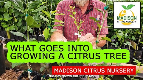 What Goes Into Growing a Madison Citrus Nursery One & Three Gallon Tree