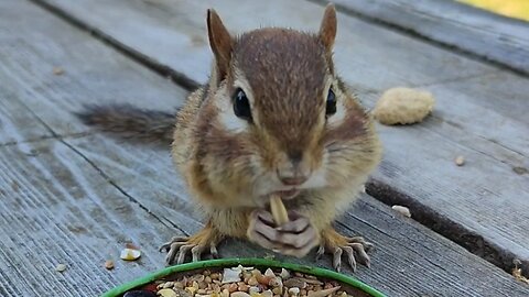 Chip adventures - picking out all the corn pieces 🌽🌽