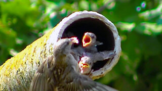 IECV NV #456 - 👀 Two Baby House Sparrows Getting Food From Mama Bird 🐤🐥🐥8-4-2017