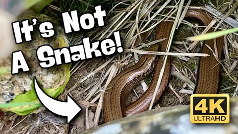 We Thought We Had A Snake In Our Garden! | Slow Worms | Modbury Devon UK Wildlife