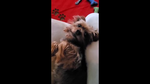Yorkie Puppy Constantly Demands More Attention From Owner