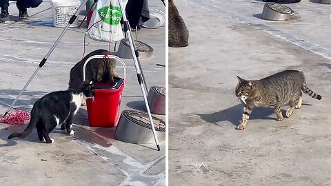 Sneaky Cat Caught Red-handed Stealing Fisherman's Catch