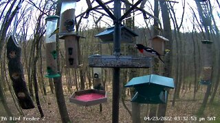 First rose-breasted grosbeak of the 2022 season! 4/23/2022