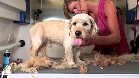 Homeless Dog Gets Makeover That Saves His Life!