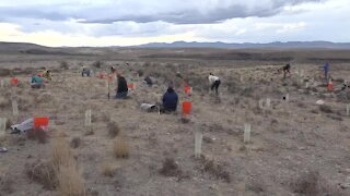 Volunteers help the BLM with a restoration project at Dedication Point