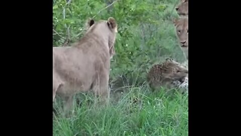 Lion Attack zebra amazing click